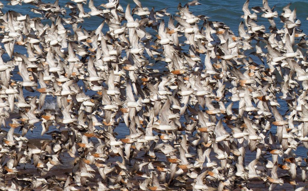 Broome Bird Observatory Bagian luar foto